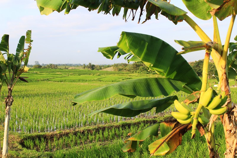 All Ricefield View Land for Sale near Canggu Breeze Inn - Buwit, Kediri Tabanan - Bali